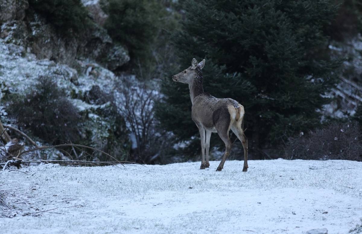 Χιόνια στην Πάρνηθα: Βόλτα με φόντο το χιονισμένο τοπίο (Φωτογραφίες)