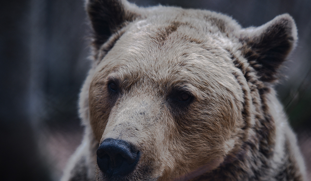 Φθιώτιδα: Επίθεση αρκούδας σε βοσκό – Τον τραυμάτισε σοβαρά στο πρόσωπο