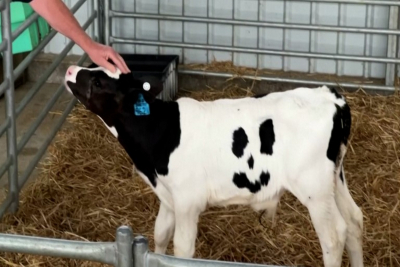 Αυστραλία: «Happy», η αγελάδα με το «χαμόγελο» γίνεται η μασκότ γεωργικής εκδήλωσης