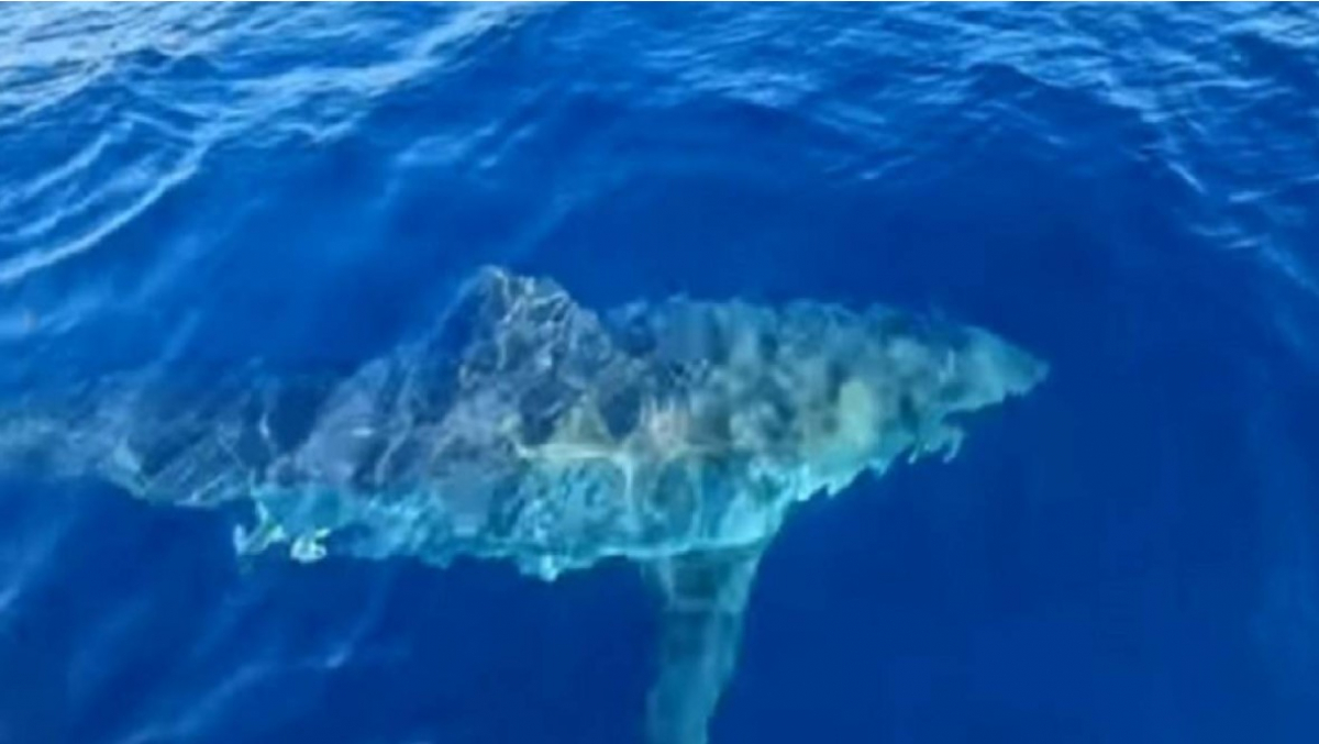 Αίγυπτος: Καρχαρίας κατασπάραξε τουρίστρια σε τουριστικό θέρετρο - Προσοχή σκληρές εικόνες (βίντεο)