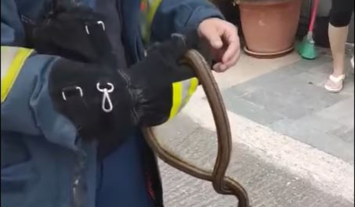 Λάρισα: Πυροσβέστης πιάνει με τα χέρια του φίδι που μπήκε σε σπίτι