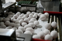 Επιδημία σαλμονέλας στην Ευρώπη: Από ποια αυγά προήλθε