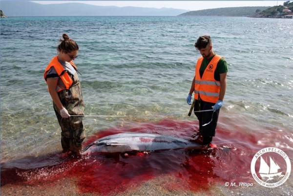 Αιγαίο: Μια φώκια και τρία δελφίνια δολοφονημένα