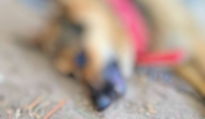 Σέρρες: Σκότωσαν με φόλα τον σκύλο του δημάρχου Σιντικής - Επικήρυξε τον δράστη με 2.000 ευρώ