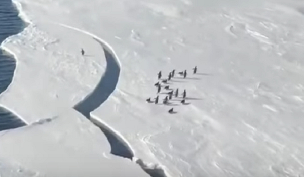 Μωρό πιγκουίνος τρέχει πανικόβλητο καθώς το παγόβουνο λιώνει (Βίντεο)