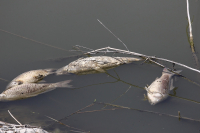 Θεσσαλία: Ξεβράστηκαν νεκρά ψάρια στη λίμνη Κάρλα - Χαμηλότερη η στάθμη του νερού