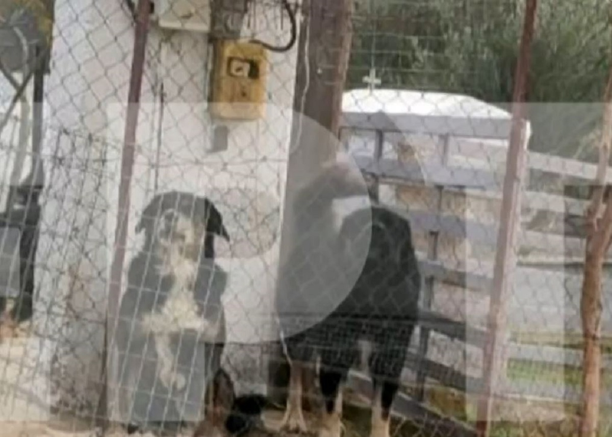 Τι θα απογίνουν τα τρία σκυλιά που κατασπάραξαν την 50χρονη στη Θεσσαλονίκη