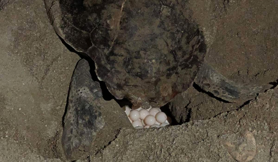 Ρέθυμνο: Χελώνα γέννησε τα αυγά της ανάμεσα σε ξαπλώστρες σε παραλία