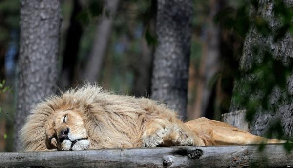 Κορονοϊός: Θετικά στον ιό λιοντάρια και τίγρεις