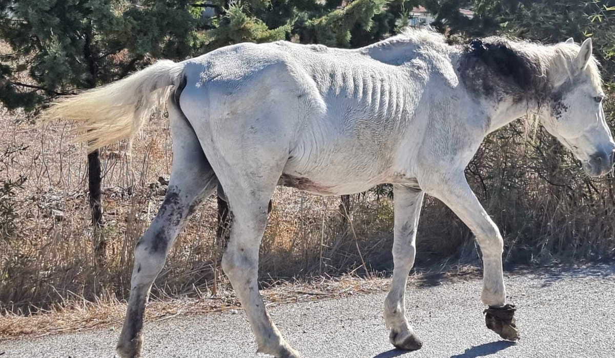 Εικόνες ντροπής στη Λέσβο: Βρέθηκε άλογο σε εξαθλιωμένη κατάσταση