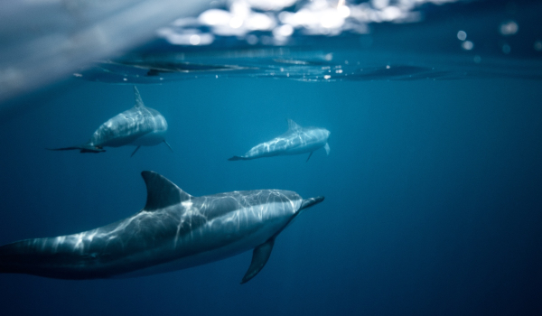 Χανιά: Σόου με δελφίνια ανοιχτά της Γραμβούσας (βίντεο)