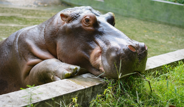 Κορονοϊός: Θετικοί δύο ιπποπόταμοι στον ζωολογικό κήπο της Αμβέρσας