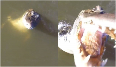 Αλιγάτορας πηδά από το νερό και αρπάζει drone στον… αέρα
