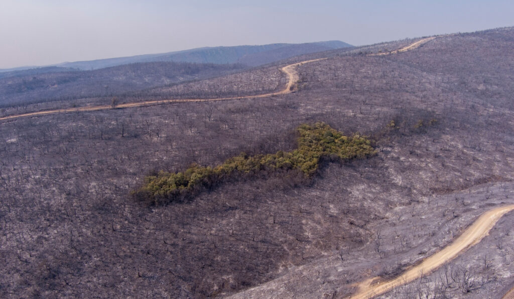 Ανεπανόρθωτη καταστροφή στον Έβρο – «Η Δαδιά δεν θα αναγεννηθεί πότε»