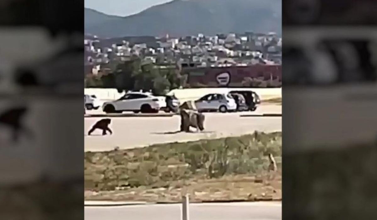 Η στιγμή που ο χιμπατζής το σκάει από το Αττικό Ζωολογικό Πάρκο (Βίντεο)