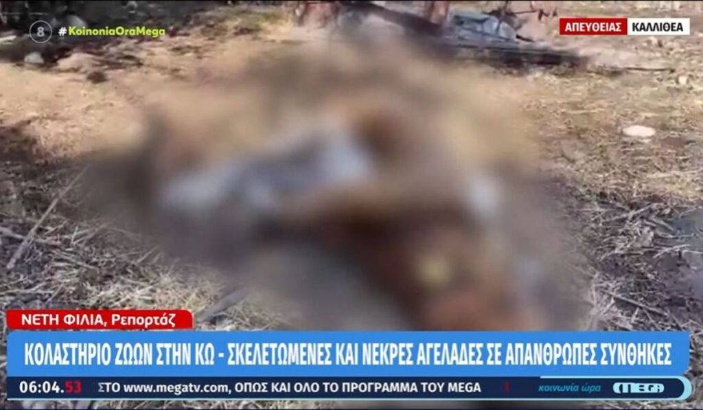 Εικόνες φρίκης στην Κω: Σκελετωμένες και ημιλιπόθυμες αγελάδες σε κτηνοτροφική μονάδα