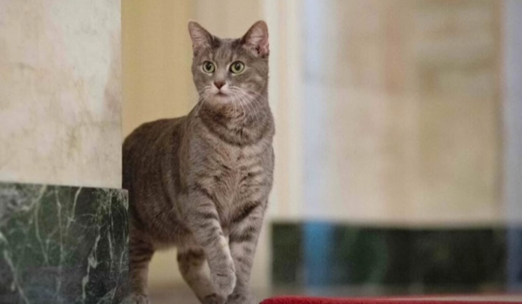 Στον Λευκό Οίκο η Ουίλοου, η «Πρώτη Γάτα των ΗΠΑ»
