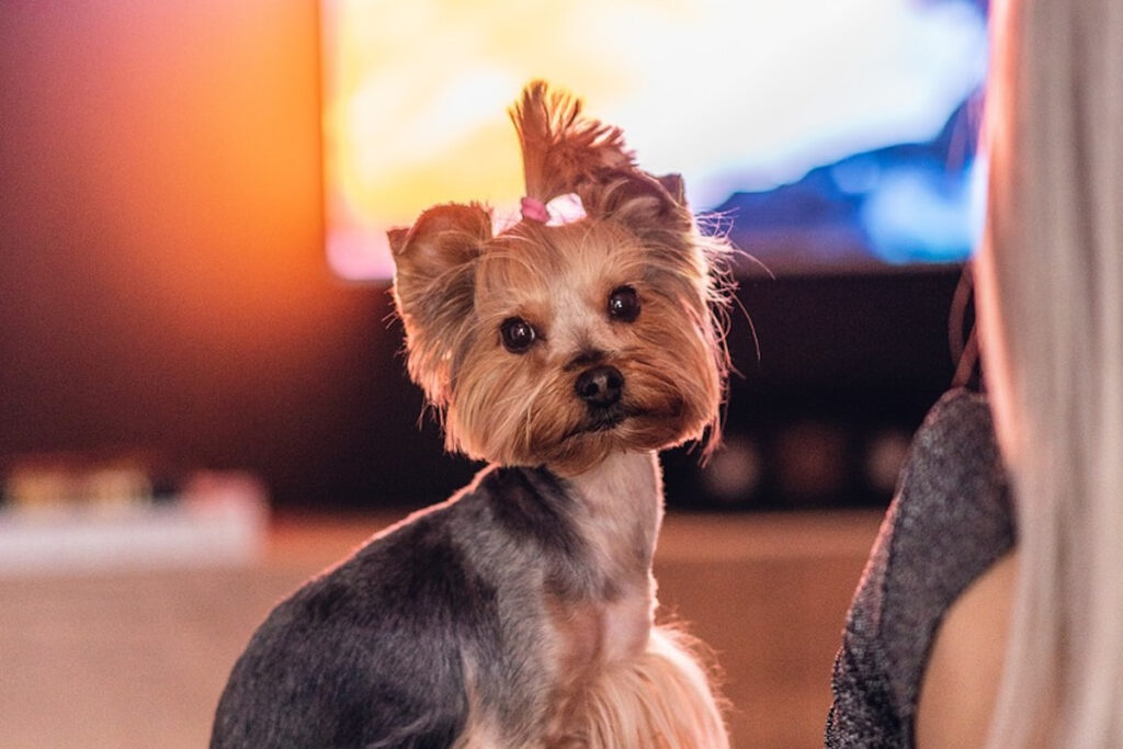 Η επιστήμη μίλησε: Οι σκύλοι αγαπούν την τηλεόραση – Τι τους αρέσει να βλέπουν