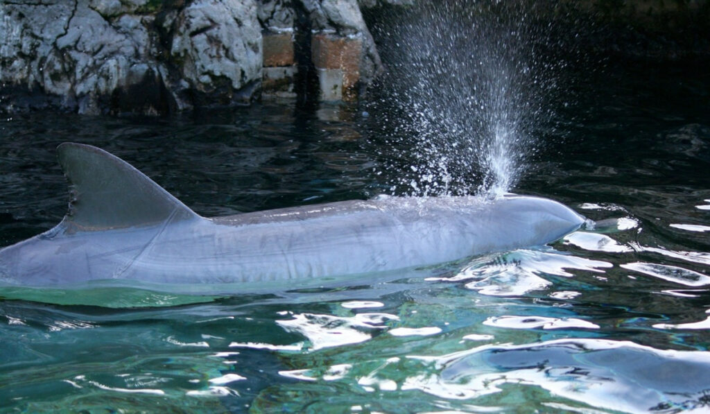 Ολλανδία: Μυστήριο με δεκάδες νεκρές φώκαινες – Ξεβράστηκαν στις ακτές