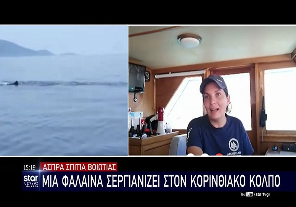 Βοιωτία: Φάλαινα σεργιανίζει στον Κορινθιακό κόλπο