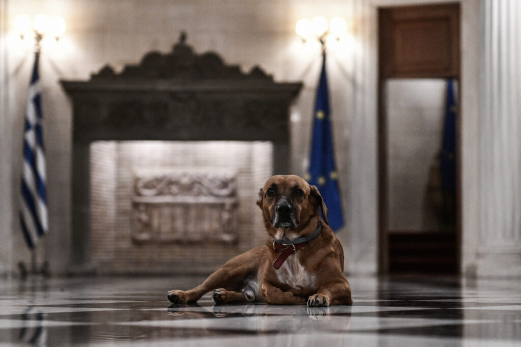 Ο Πίνατ πάει Πειραιώς, γίνεται κανονικό… «κομματόσκυλο»