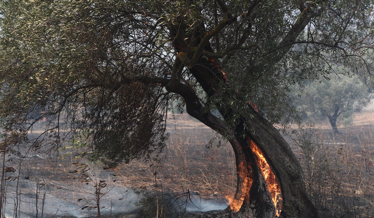 «Δεν μπορεί να περιοριστεί η φωτιά στη Δαδιά» – Έκκληση του αντιπεριφερειάρχη Έβρου