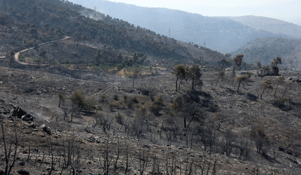 Έχουν αφήσει τα δάση στην τύχη τους και στον «στρατηγό άνεμο»