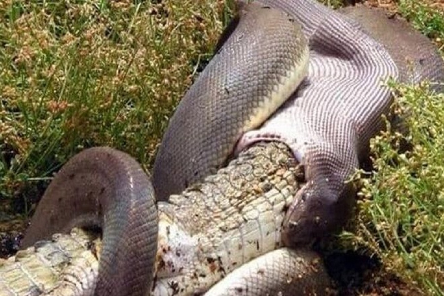 Πύθωνας καταβροχθίζει ολόκληρο κροκόδειλο
