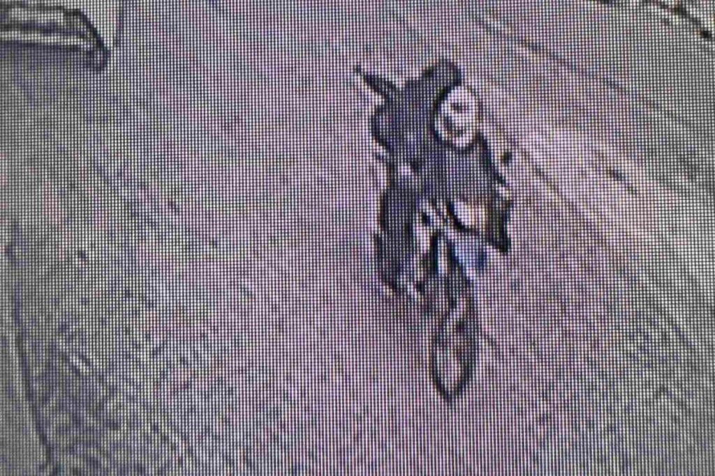 Αυτοί είναι οι πιστολέρο της Αγίας Βαρβάρας – «Γάζωσαν» σπίτια, πυροβόλησαν 20 φορές