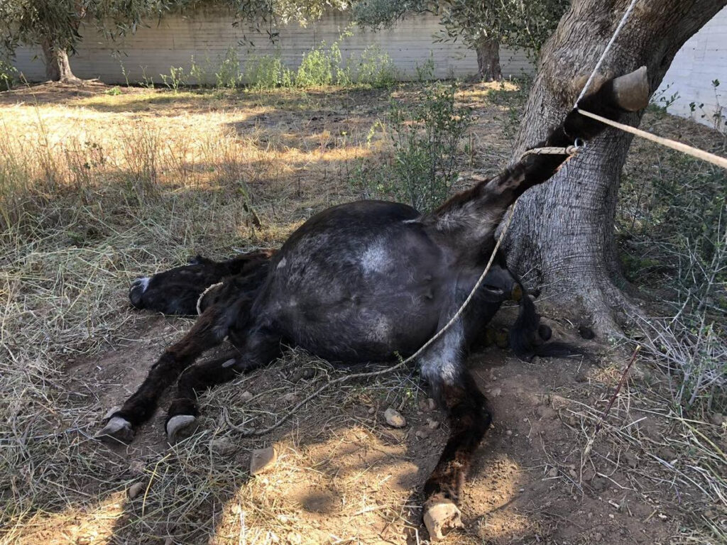 Κορωπί: Πρόστιμο 30.000 σε ηλικιωμένο για κακοποίηση γαϊδουριού