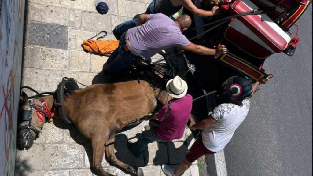 Κέρκυρα: Εισαγγελική έρευνα για τον θάνατο του αλόγου