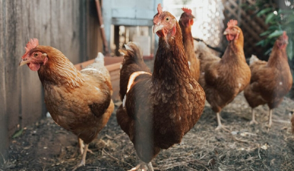 Σπάνιο κρούσμα της γρίπης των πτηνών στη Βρετανία