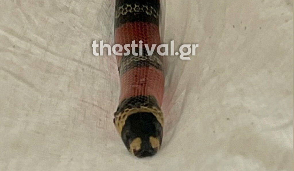 Θεσσαλονίκη: Φίδι προκάλεσε αναστάτωση σε λεωφορείο του ΚΤΕΛ