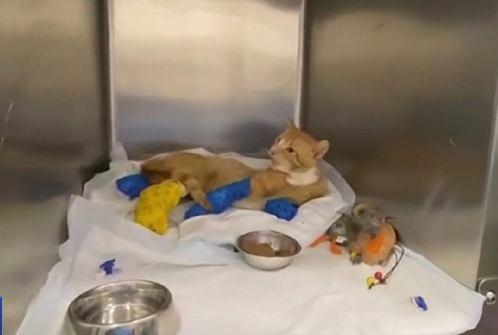 Κακοποίηση ζώου στη Θεσσαλονίκη: Έκοψαν τα τρία από τα τέσσερα πόδια σε γατάκι (Βίντεο)