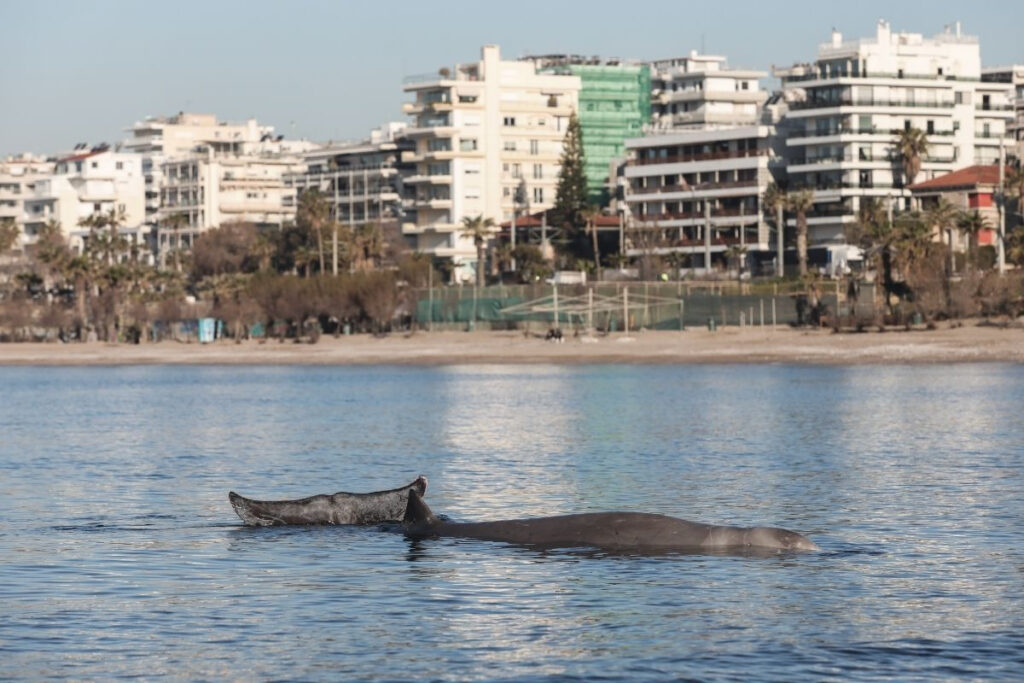 Πιτσιρικάς φιλάει την τηλεόραση βλέποντας τη φάλαινα στον Άλιμο και γίνεται viral