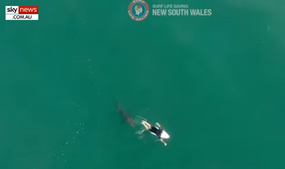 Drone καταγράφει την «καταδίωξη» σέρφερ από καρχαρία