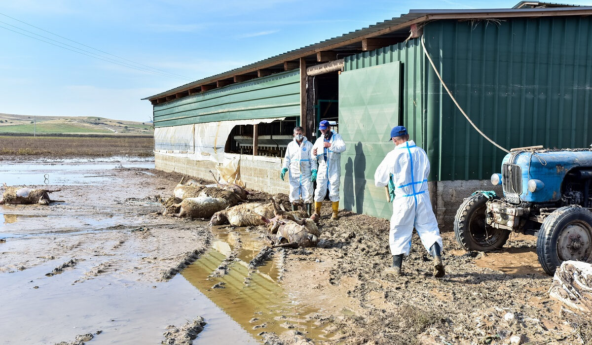 Φρίκη στη Θεσσαλία: 70.000 νεκρά ζώα και 110.000 πτηνά έχουν ήδη ταφή ή αποτεφρωθεί