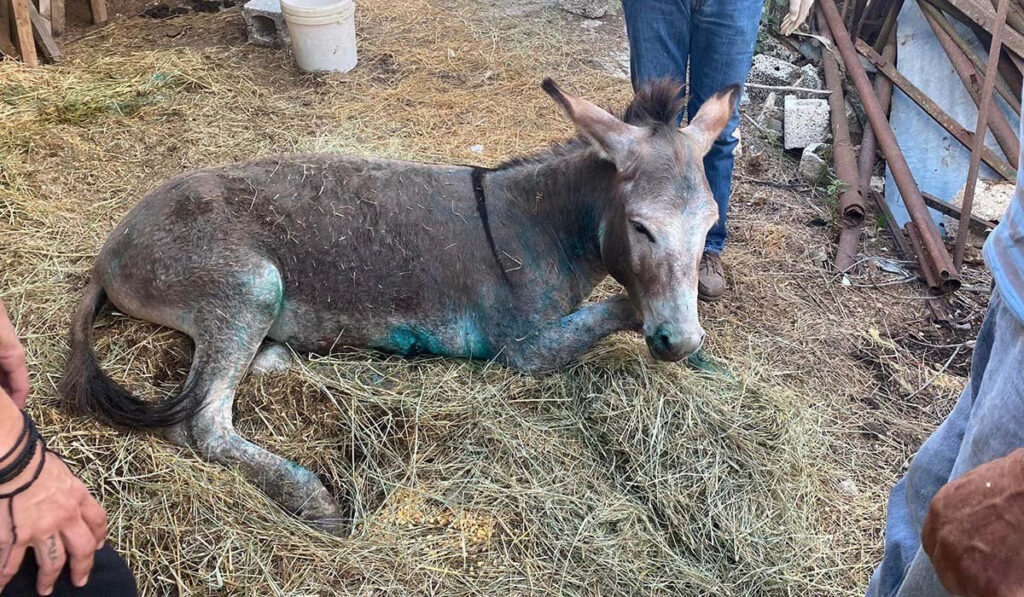 Ιωάννινα: Γράφτηκε ο επίλογος για το κακοποιημένο γαϊδουράκι στη Ζίτσα – Υπεβλήθη σε ευθανασία