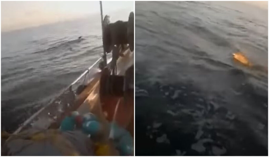 Απίστευτο βίντεο: Λύκος εντοπίστηκε να… κολυμπάει στον Παγασητικό