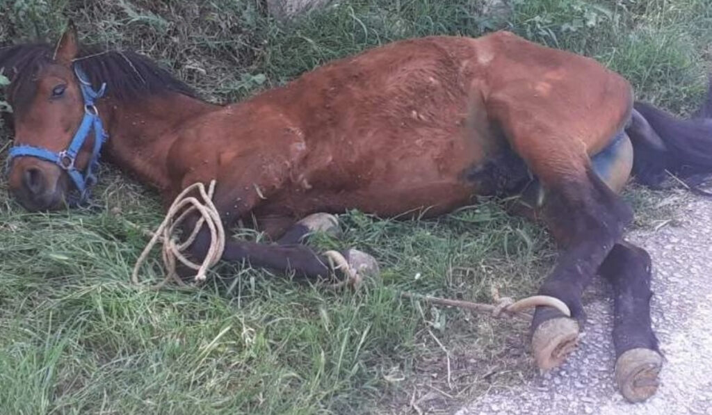 Τζια: Οργή για την κακοποίηση αλόγου – Χειροπέδες σε 34χρονο