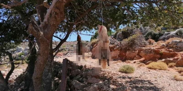 Κτηνωδία στην Κρήτη: Σκυλάκι βρέθηκε δεμένο και απαγχονισμένο σε χωράφι