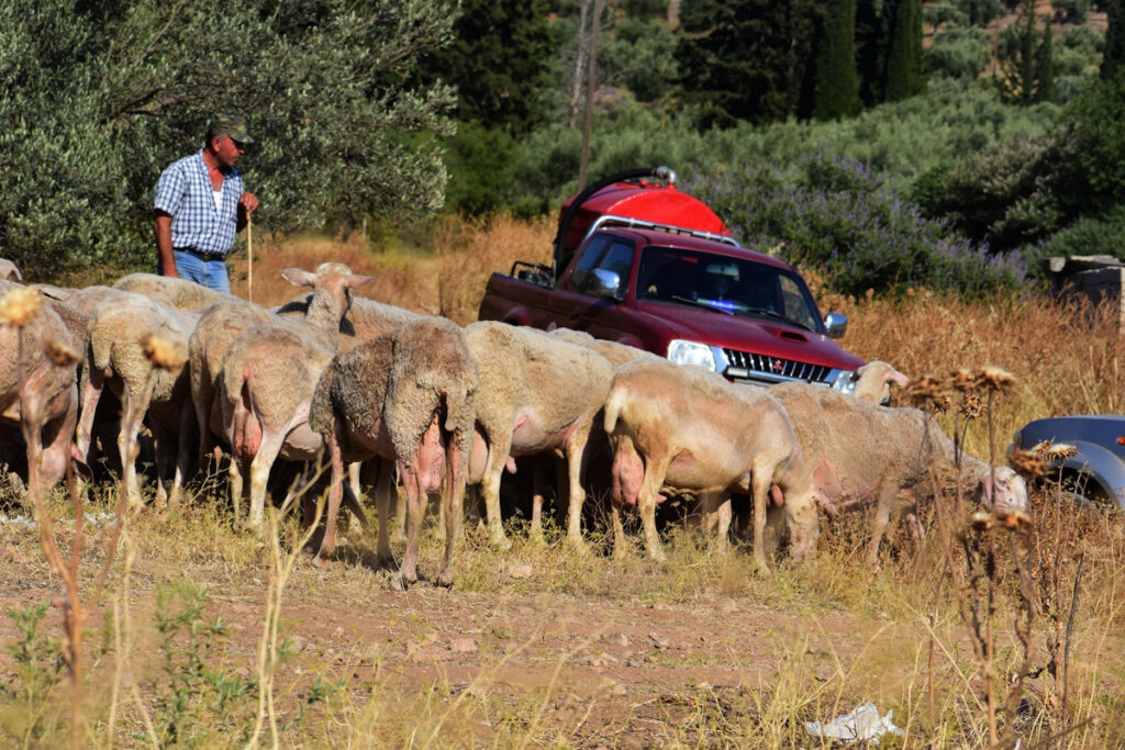 Νέο κρούσμα ευλογιάς των αιγοπροβάτων στον Αλμυρό – Προς θανάτωση 600 ζώα