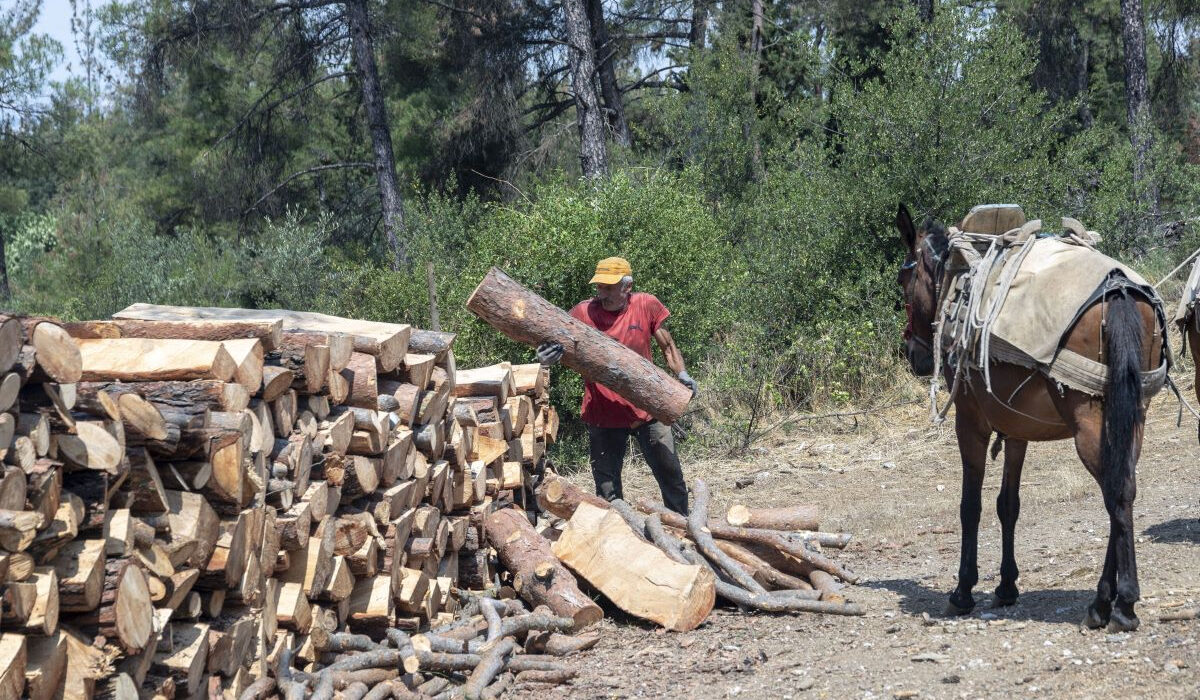 Ενεργειακή κρίση: Απαγόρευση εξαγωγής ξυλείας από την Ελλάδα – Οι ημερομηνίες
