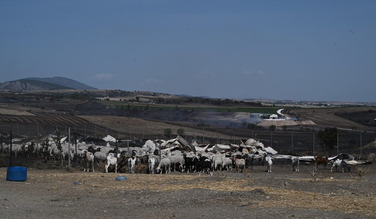 Θεσσαλία: Η πανώλη βάζει προσωρινό λουκέτο μέχρι την Παρασκευή στα σφαγεία