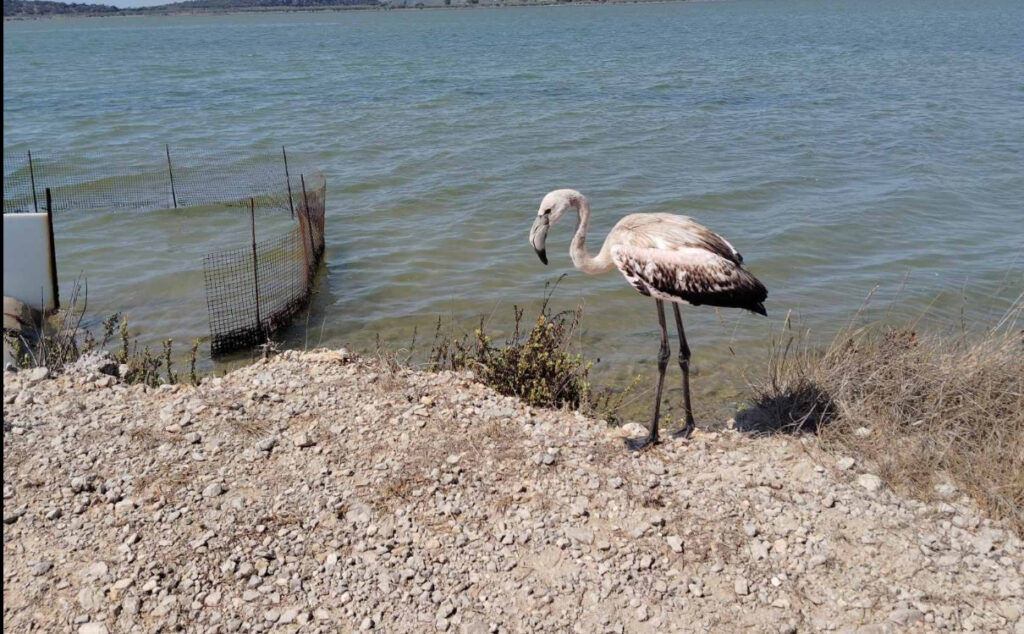 Οι παραλίες γέμισαν… φλαμίνγκο – Τι να κάνετε σε μια απρόσμενη συνάντηση