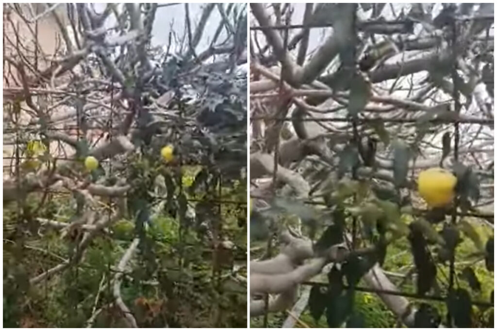 Η φύση τρελάθηκε: Η περιοχή στην Ελλάδα όπου είδαμε καλοκαιρινά σύκα στη μέση του χειμώνα (Εικόνες)