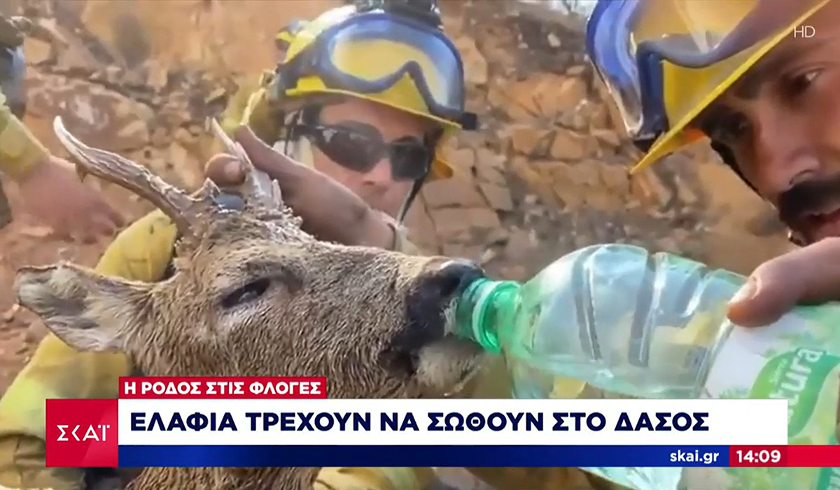 Γκάφα από τον ΣΚΑΪ: Fake ρεπορτάζ με ελάφι από την… Ισπανία