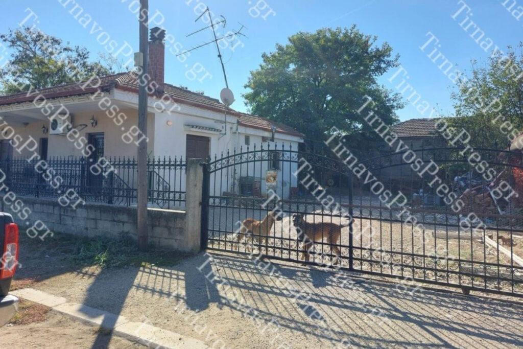 Τύρναβος: Πάλευε με δέκα σκυλιά επί 45 λεπτά η 80χρονη – Συνελήφθη ο γιος της