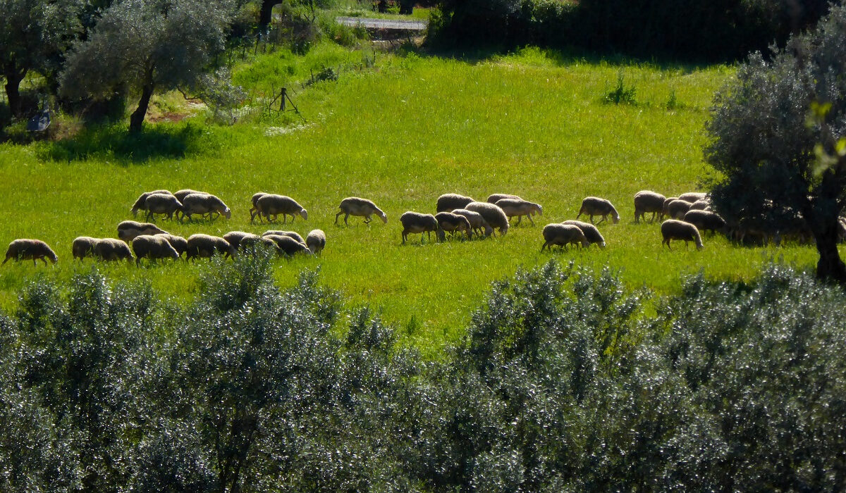 Πανώλη αιγοπροβάτων θερίζει τη Θεσσαλία: Κλειστά τα σφαγεία – 100 κτηνίατροι κάνουν ελέγχους
