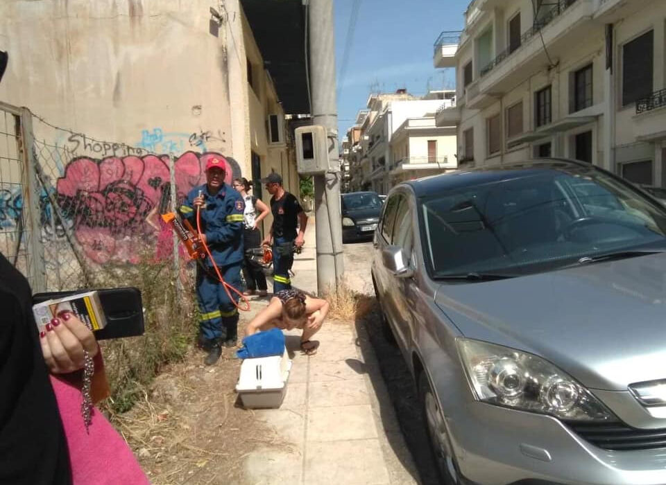 Οργή στην Πάτρα: Οδηγός πάρκαρε πάνω σε ένα ζωντανό γατάκι